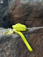 Electric Lime Leather Wrap Belt - Urban Lilith